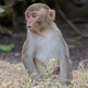 Illustration for article titled Monkeys Make The Same Bad Gambling Decisions That Humans Do